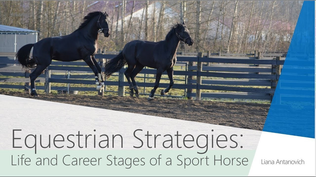 Horse as athlete. Лиана Антонович | Конные стратегии