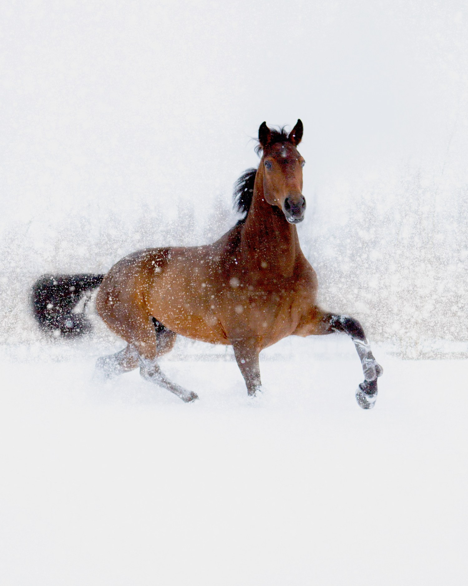 Лошади. Свадебный и портретный фотограф Москва
