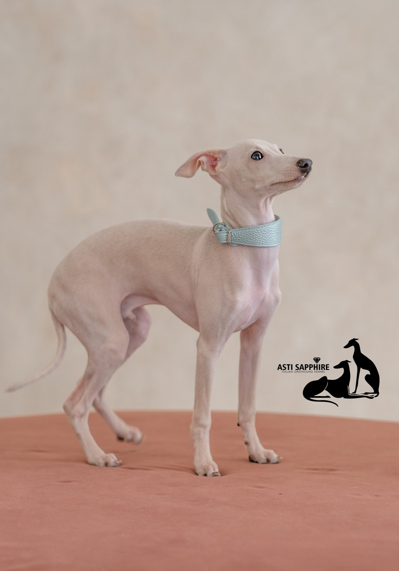 Casper boss. Профессиональный питомник левреток РКФ/FCI ASTI SAPPHIRE 💎 Сочи|Санкт-Петербург