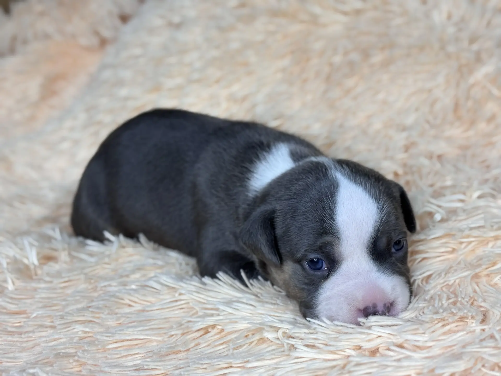 Все свободные щенки. Американский Булли в г. Ростов-на-Дону. Питомник THE POWER OF SIBERIA