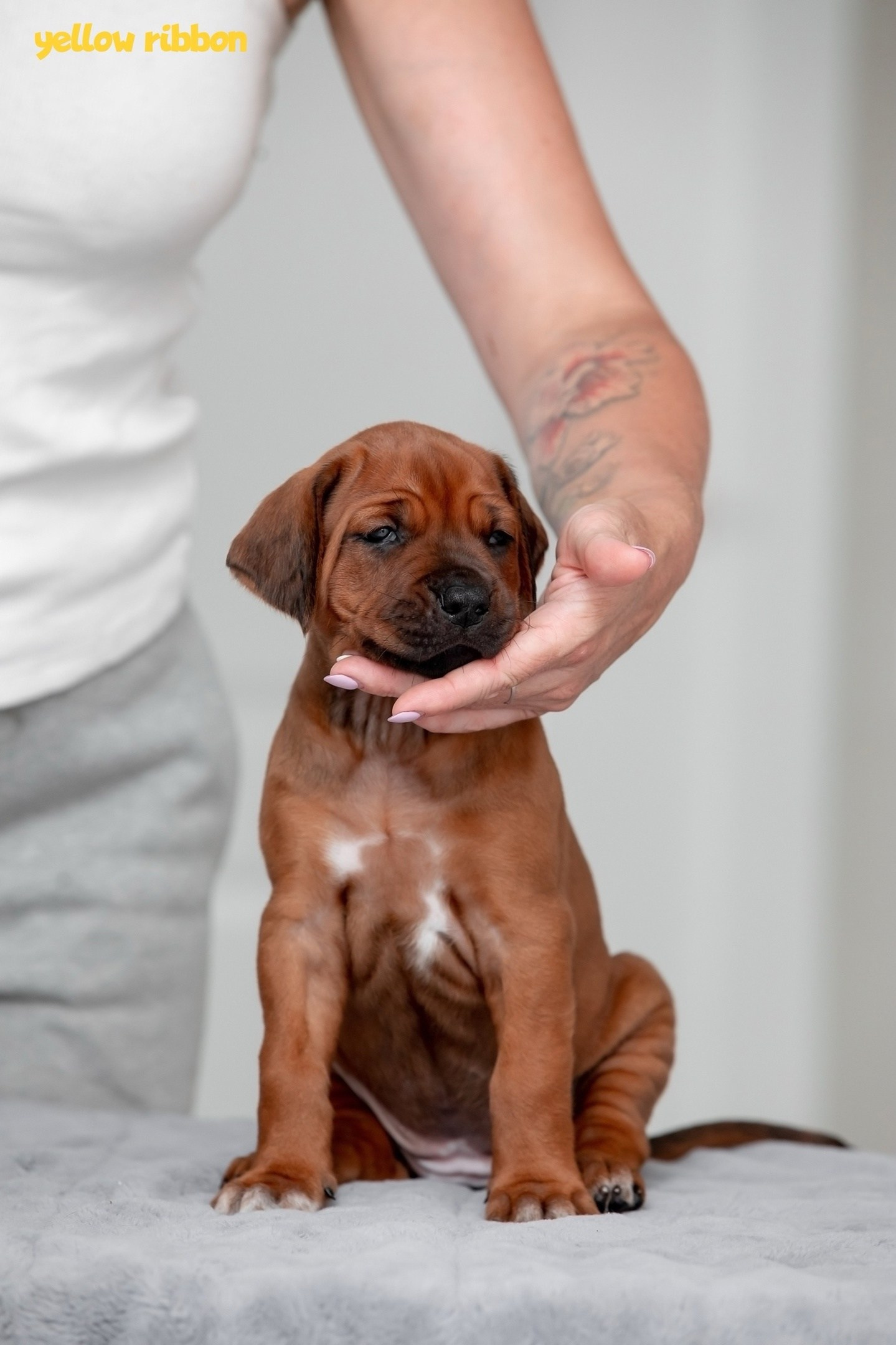 Помет Hakuna Matata. Родезийские Риджбеки в Санкт-Петербурге