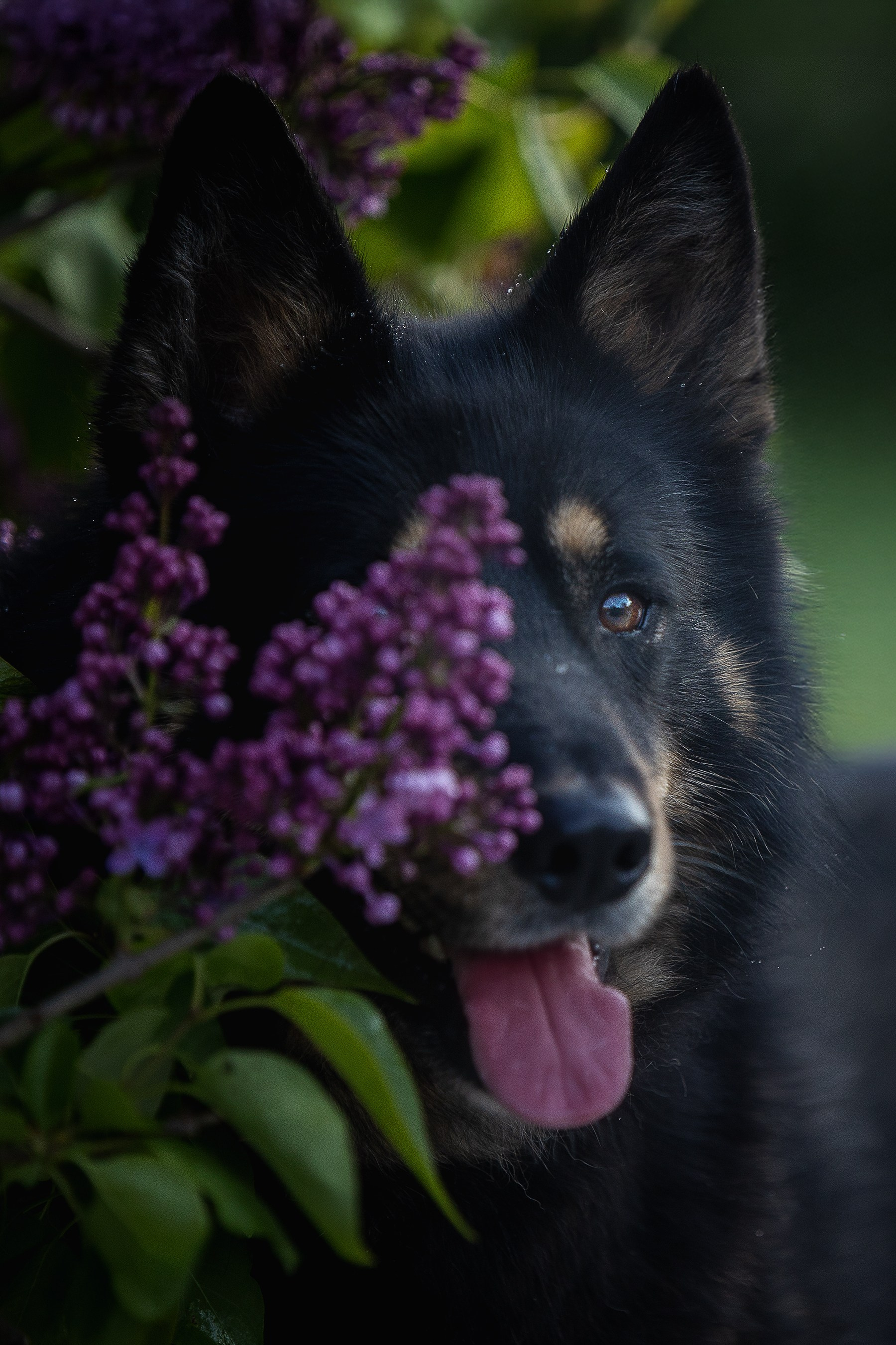 ИЩУТ ДОМ. Фотограф-анималист в Москве и Подмосковье