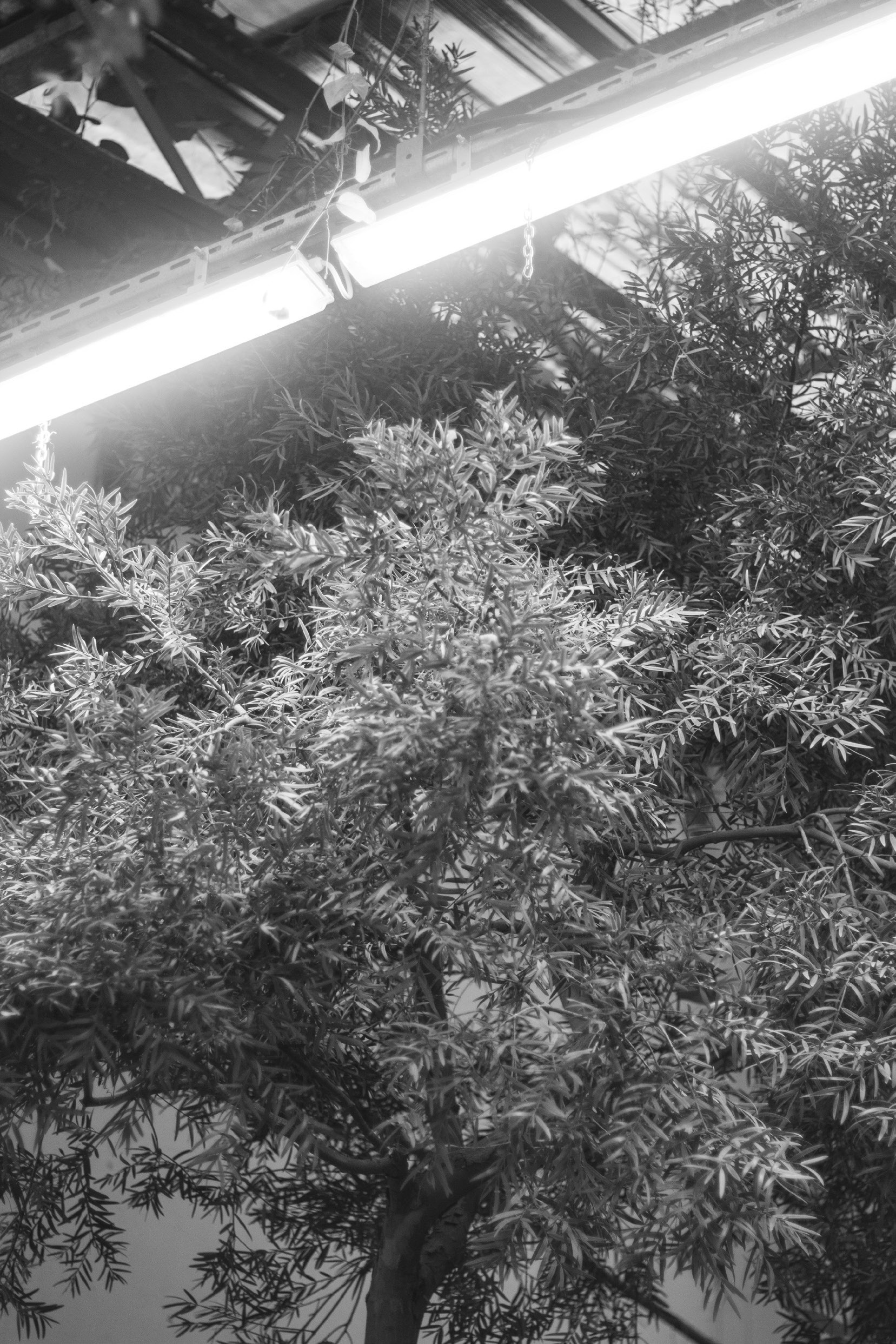 Екатерина Федорова «Кто сказал, что будет легко». Самоорганизация Низина