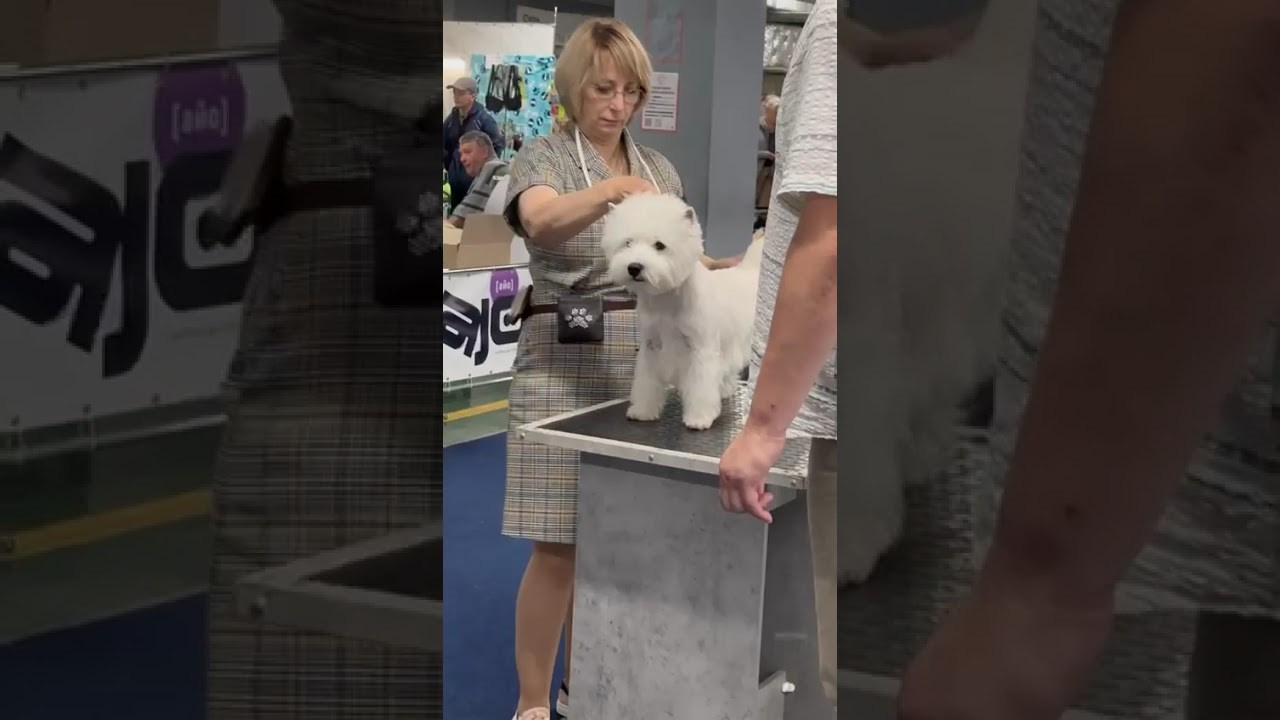 Москва — МКОО «Золотое сечение». Питомник собак породы вест хайленд вайт терьер в Москве