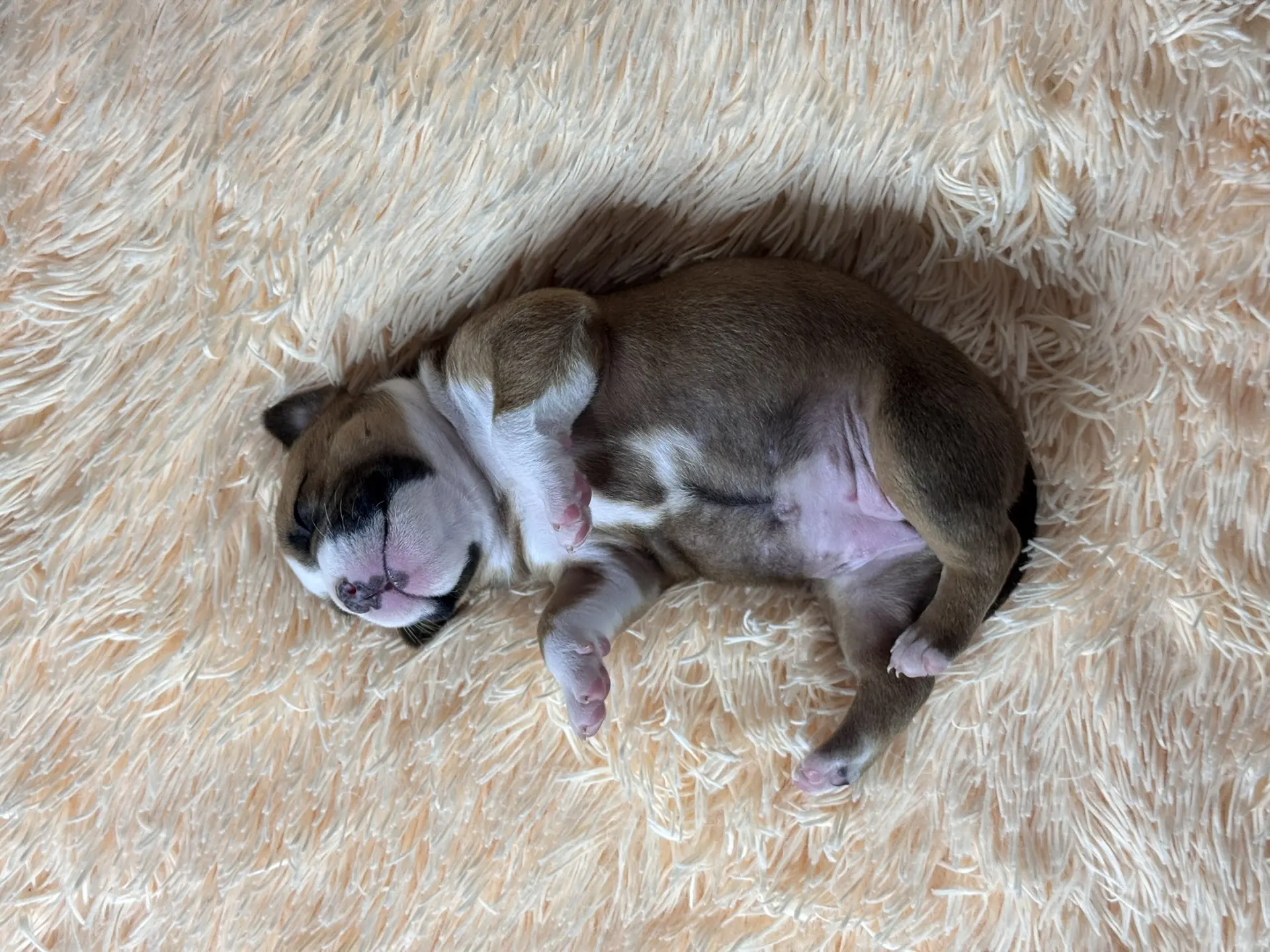 Все свободные щенки. Американский Булли в г. Ростов-на-Дону. Питомник THE POWER OF SIBERIA