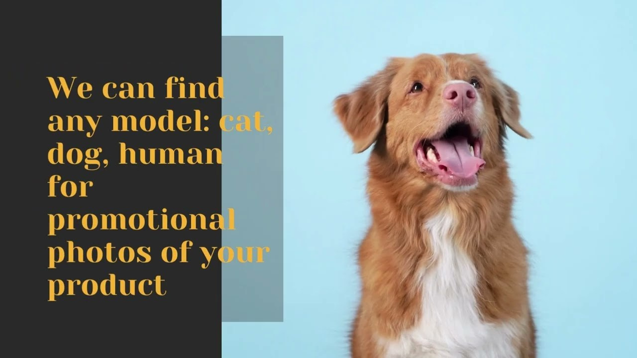 Pet Advertising Photography | Commercial Shoots with Dogs & Cats. Dog photographer Averianova Anna — Art photography of dogs