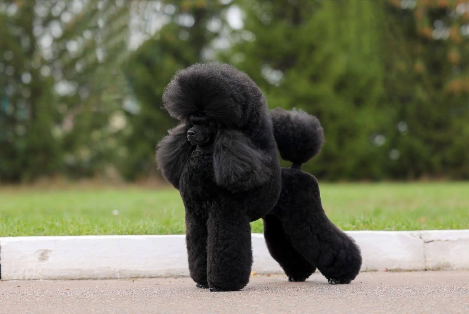 Щенки. Sarabi`s Legacy питомник пуделей Казань