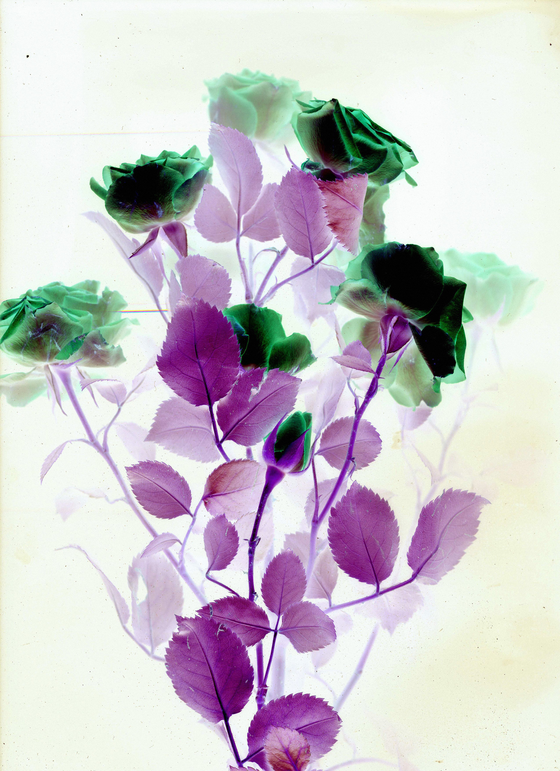 Тиражные отпечатки. Фотосессии в г. Пушкин Саша Бауэр | Фотопроекты