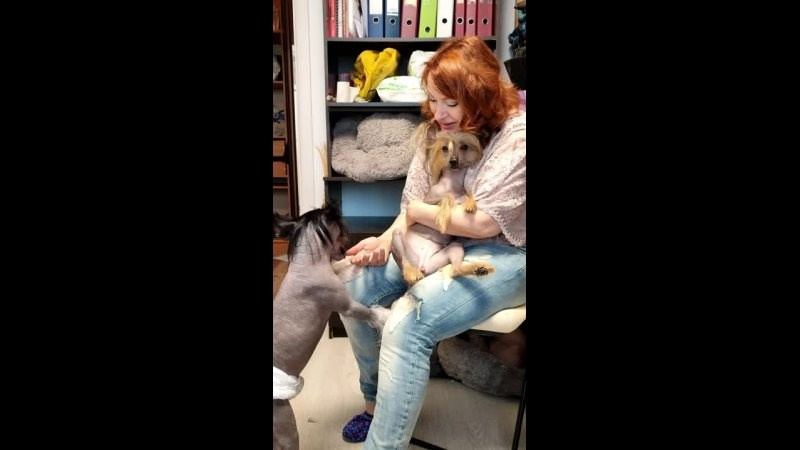 Виктория приезжала на груминг. Питомник китайских хохлатых собак Poale Ell: купить щенка