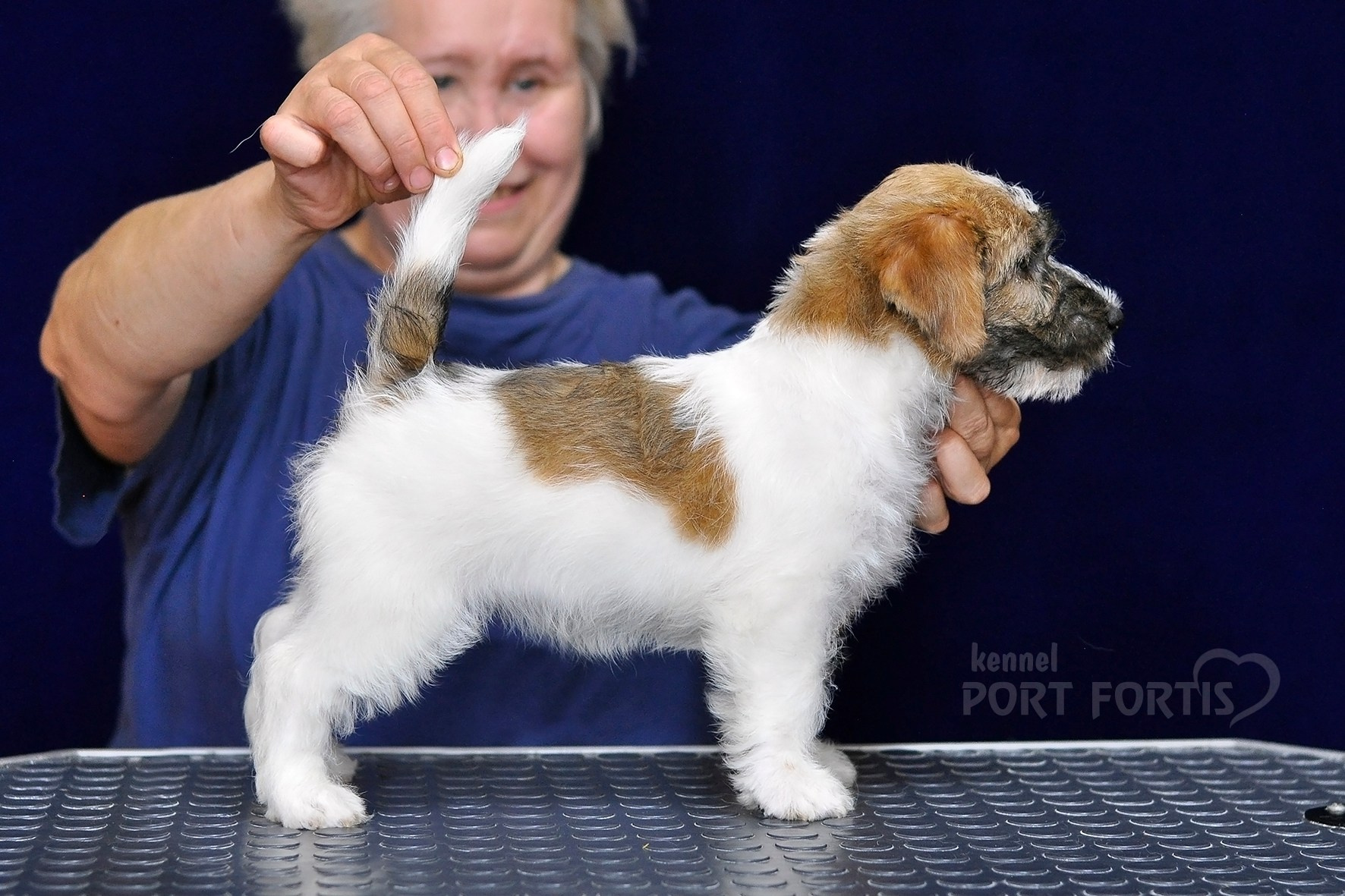 2026 Litter H female 1. Щенки джек рассел терьера, питомник РКФ, питомник джек рассел терьеров, питомник Порт Фортис, kennel PORT FORTIS