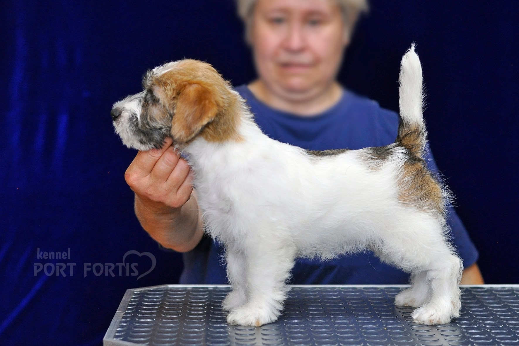 2026 Litter H female 1. Щенки джек рассел терьера, питомник РКФ, питомник джек рассел терьеров, питомник Порт Фортис, kennel PORT FORTIS