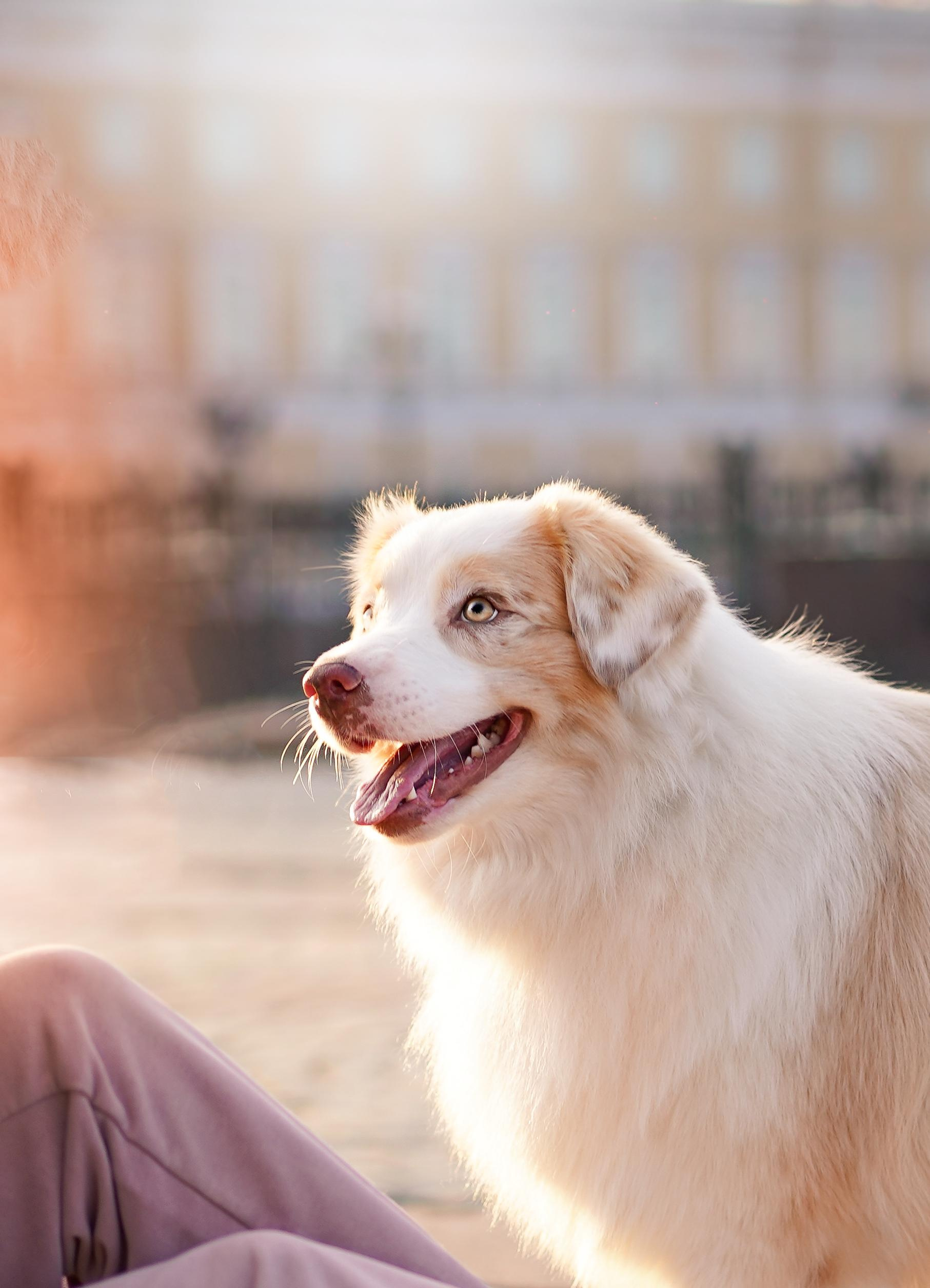 Фотограф-анималист в Санкт-Петербурге Яна Мартынова