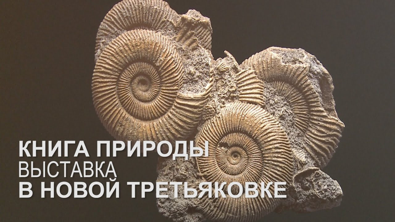 The Fossil. Andrey Akimov Photography