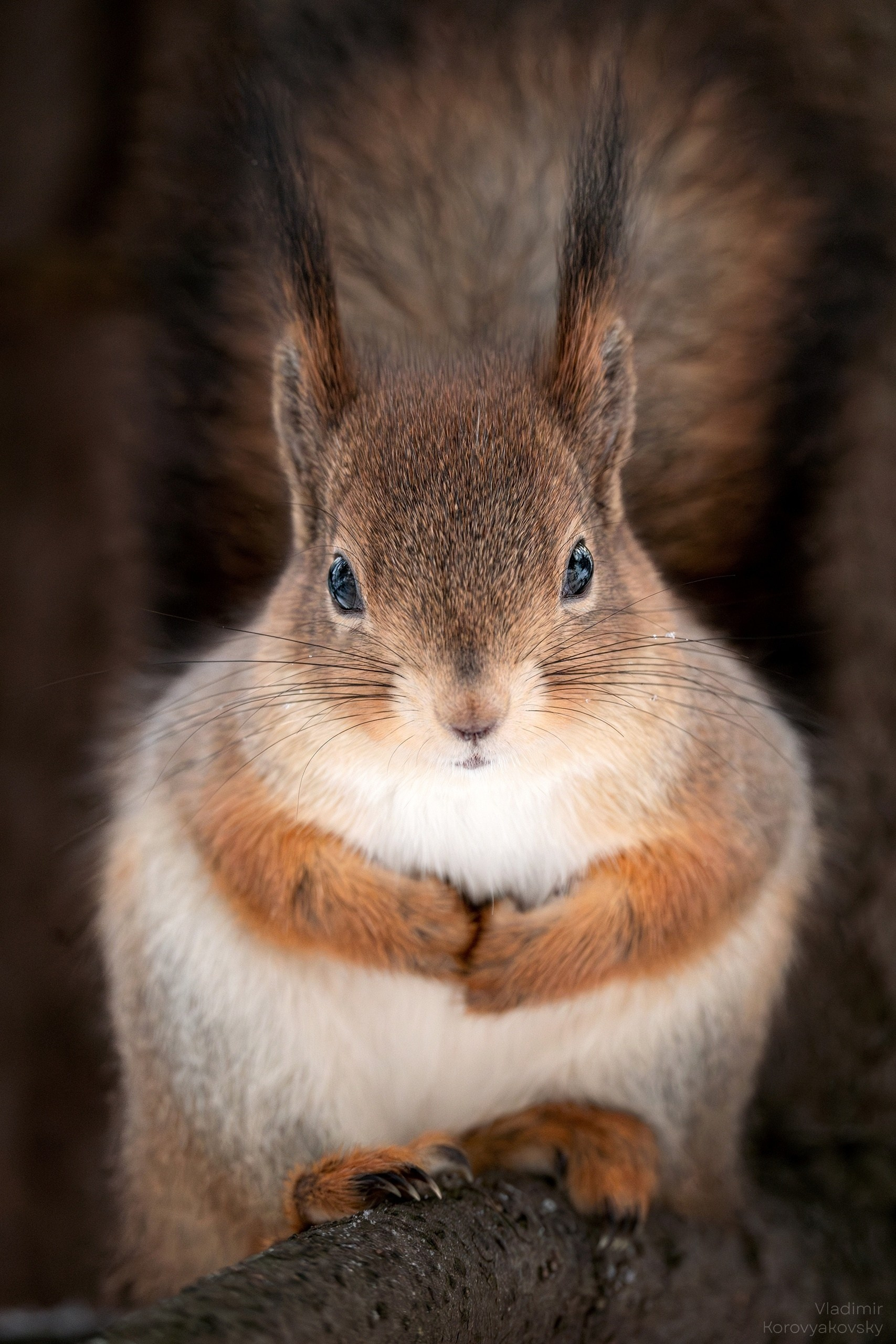 Животные. Фотограф Владимир Коровяковский