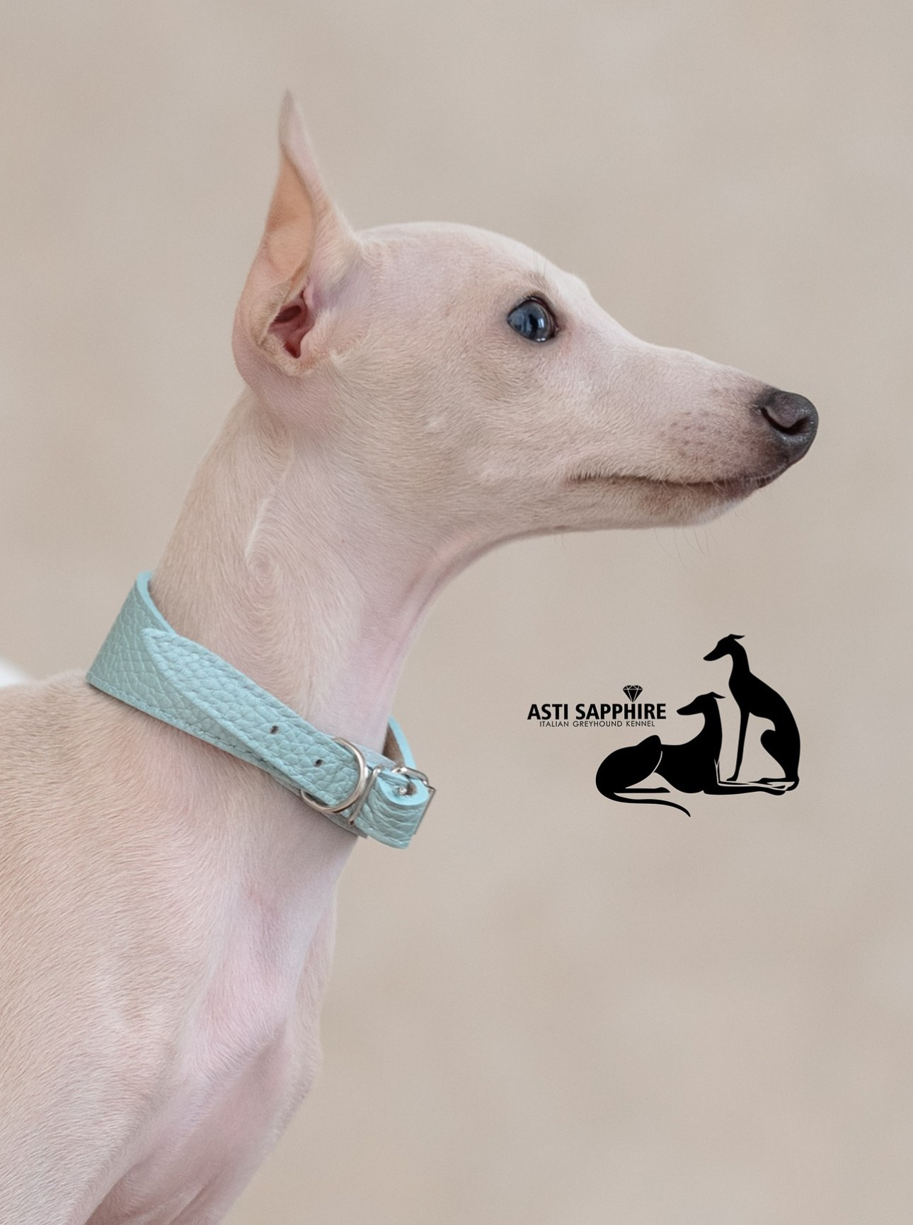 Casper boss. Профессиональный питомник левреток РКФ/FCI ASTI SAPPHIRE 💎 Сочи|Санкт-Петербург