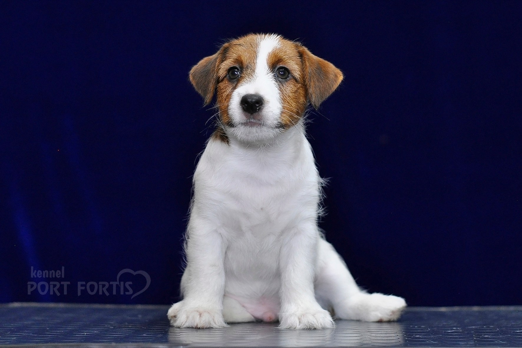 2026 Litter C-K male 1. Щенки джек рассел терьера, питомник РКФ, питомник джек рассел терьеров, питомник Порт Фортис, kennel PORT FORTIS
