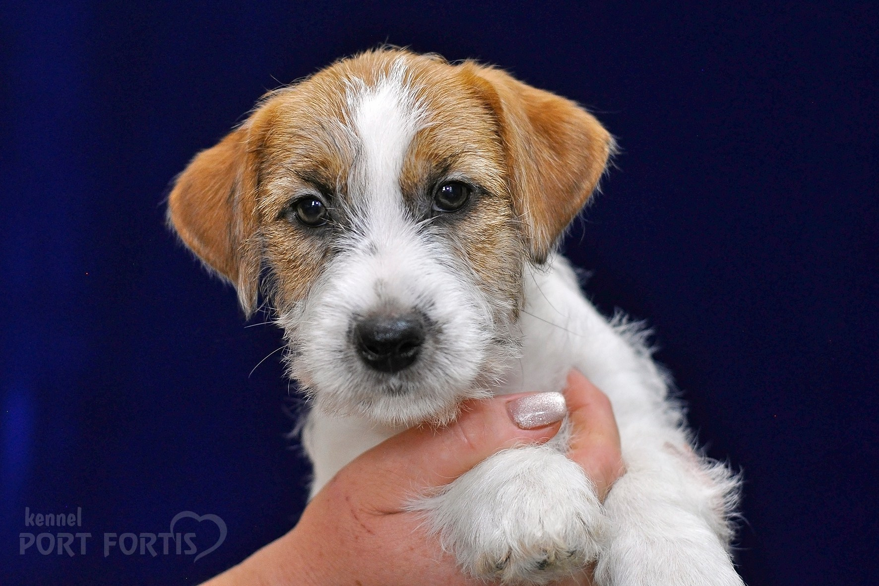 2026 Litter H female 3. Щенки джек рассел терьера, питомник РКФ, питомник джек рассел терьеров, питомник Порт Фортис, kennel PORT FORTIS