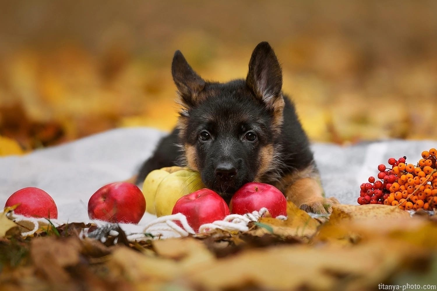 Фотограф собак, фотограф-анималист Аня Титова (Titanya). Москва