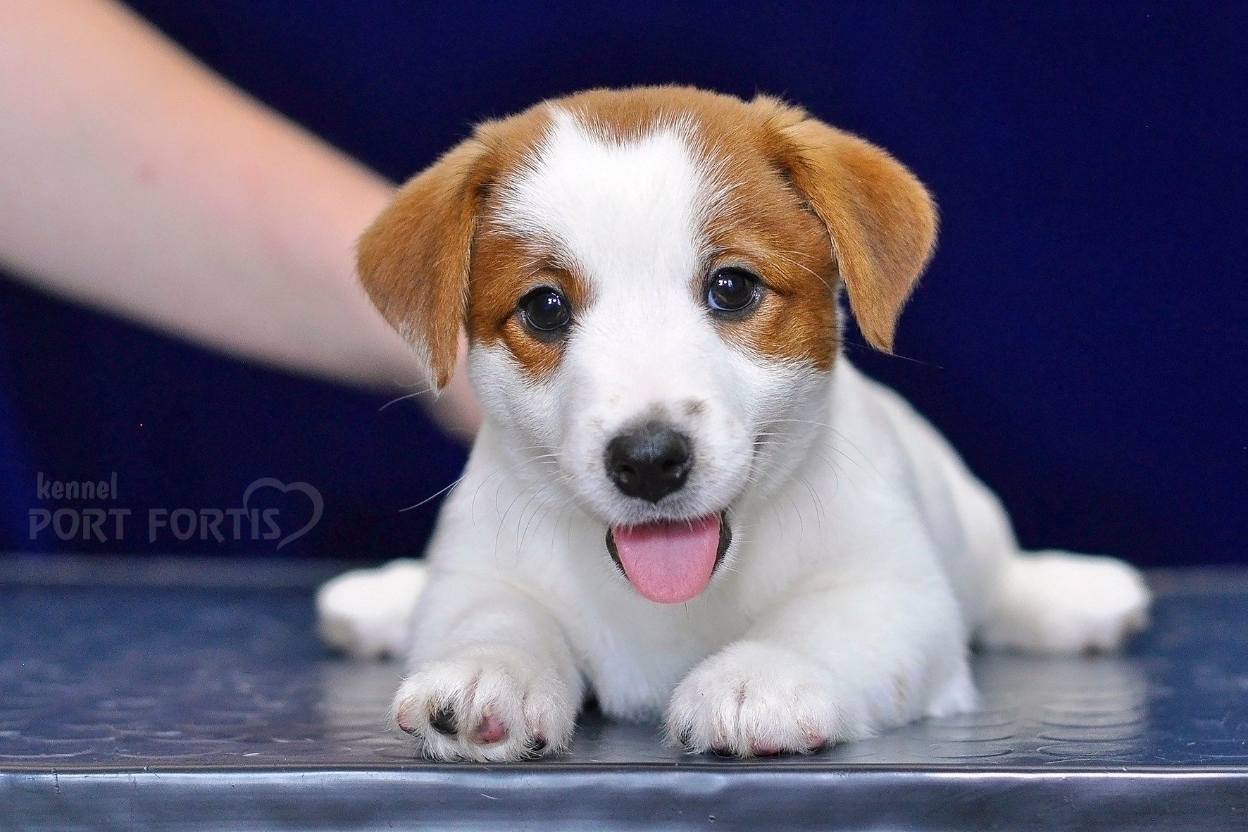 2026 Litter C-K female 2. Щенки джек рассел терьера, питомник РКФ, питомник джек рассел терьеров, питомник Порт Фортис, kennel PORT FORTIS