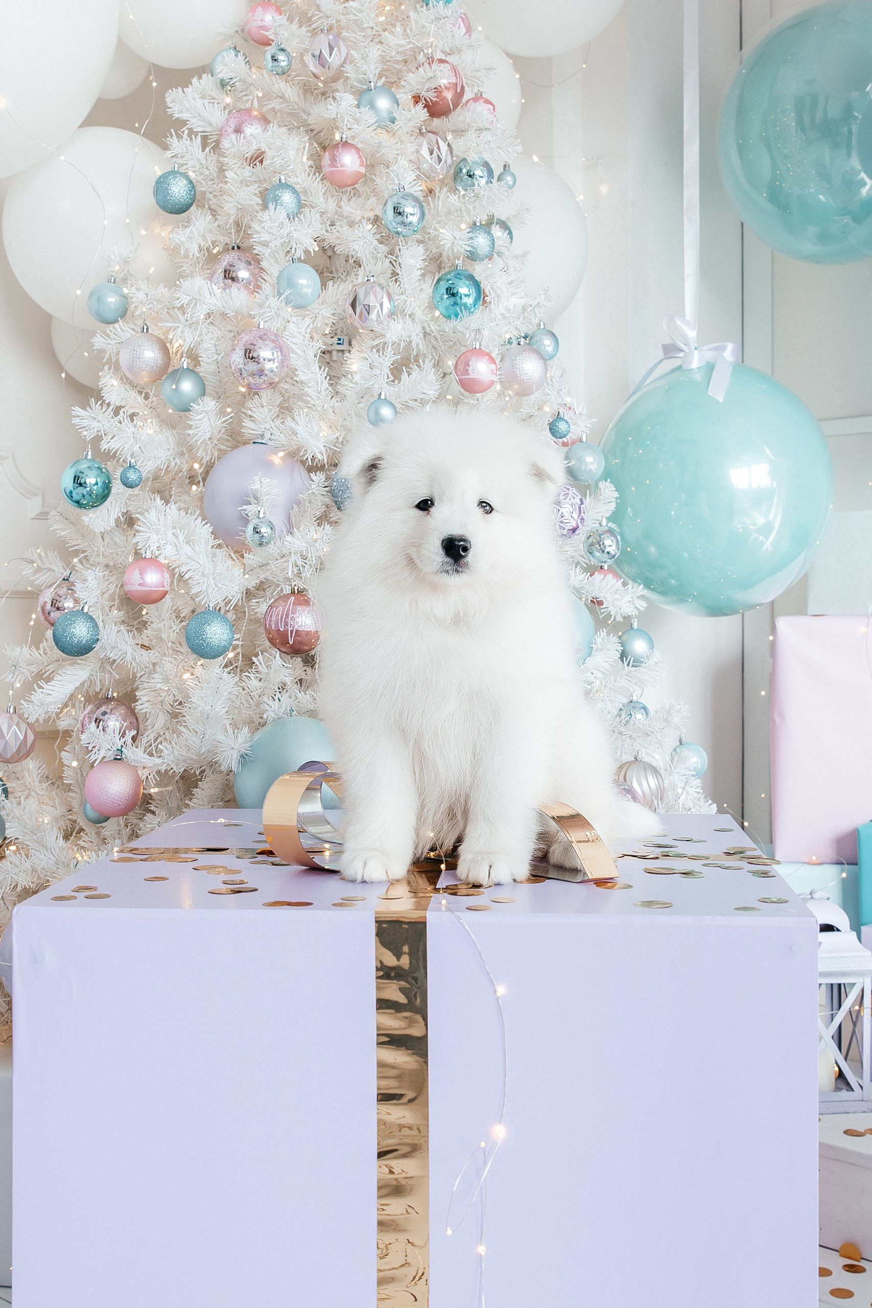 Помет «Г» 02.09.2025. Самоед Новосибирск