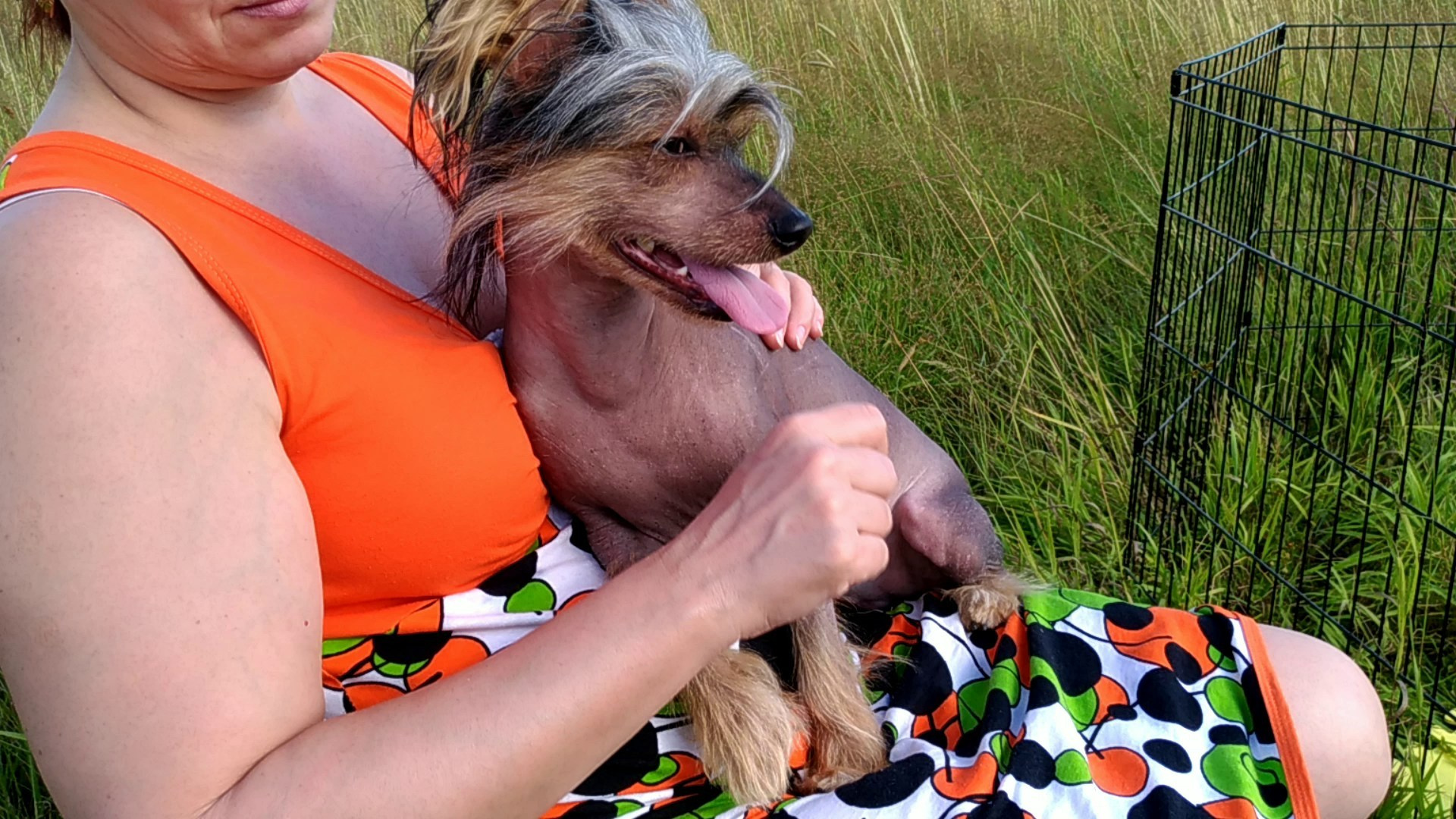 В поле под присмотром сокола. Питомник китайских хохлатых собак Poale Ell: купить щенка в питомнике