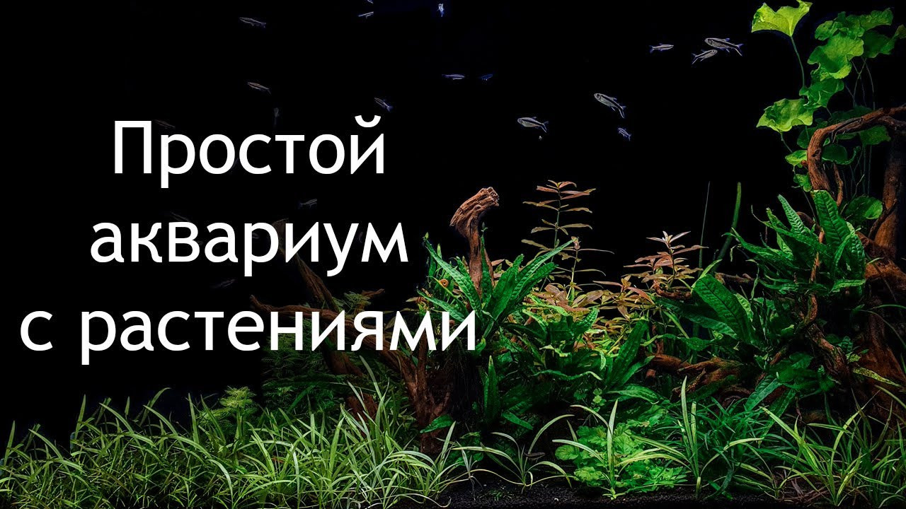 Опыт работы. Аквариумист Максим Ерёмин. Aqua Maxim