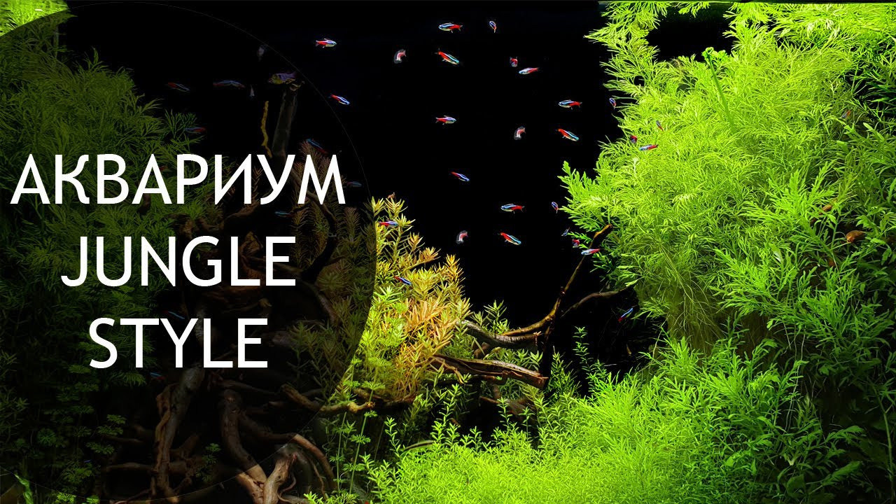 Опыт работы. Аквариумист Максим Ерёмин. Aqua Maxim