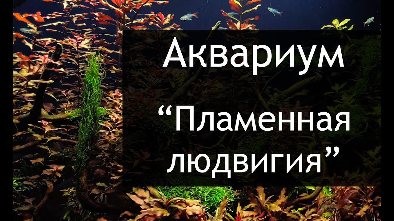 Опыт работы. Аквариумист Максим Ерёмин. Aqua Maxim