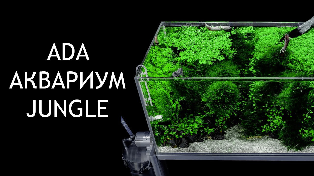 Опыт работы. Аквариумист Максим Ерёмин. Aqua Maxim