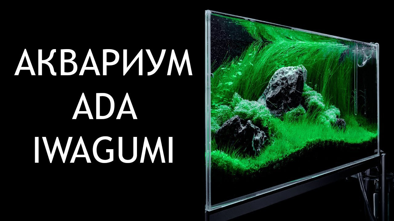 Опыт работы. Аквариумист Максим Ерёмин. Aqua Maxim