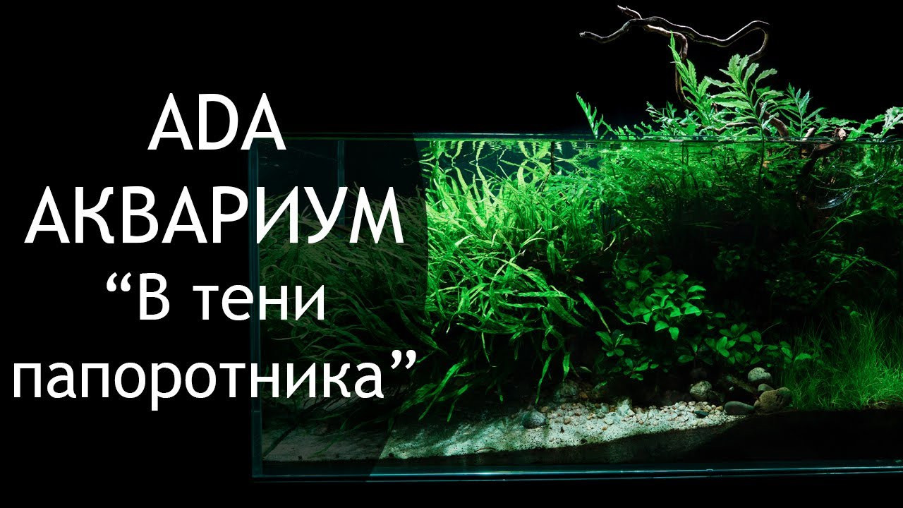 Опыт работы. Аквариумист Максим Ерёмин. Aqua Maxim