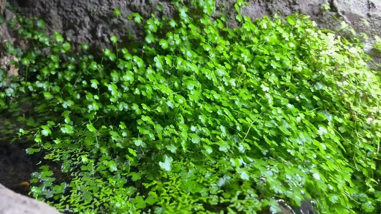 Аквариумное растение для начинающих. Щитолистник трёхраздельный. Аквариумист Максим Ерёмин. Aqua Maxim