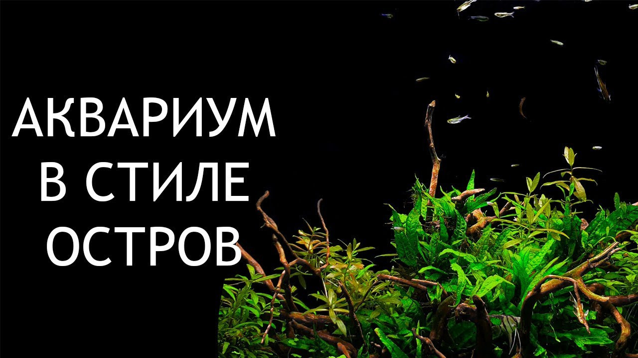 Опыт работы. Аквариумист Максим Ерёмин. Aqua Maxim