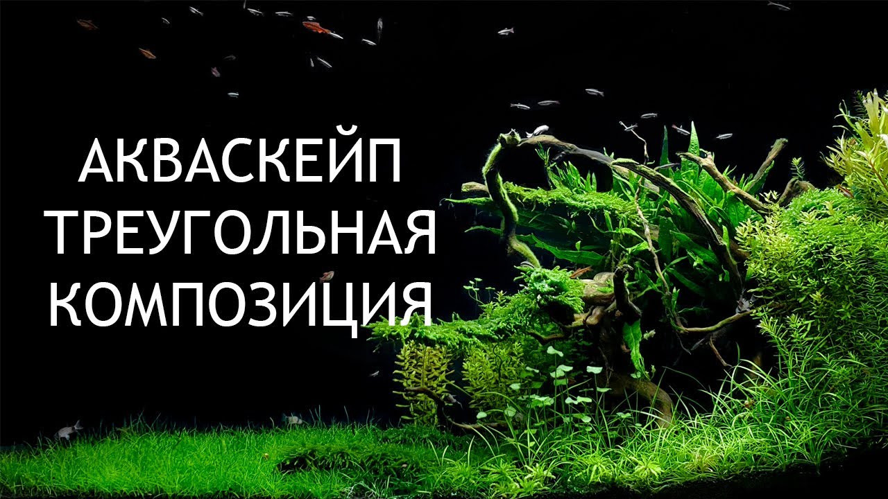 Опыт работы. Аквариумист Максим Ерёмин. Aqua Maxim