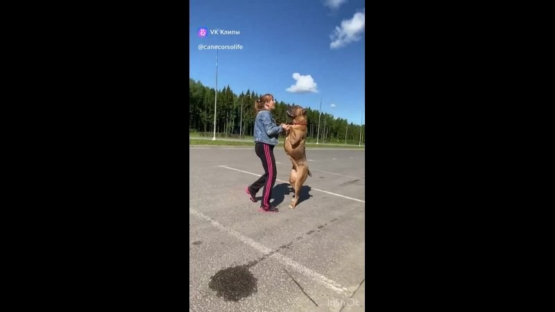 Собаки производители. Кане Корсо Лайф, щенки породы Кане Корсо, г. Москва