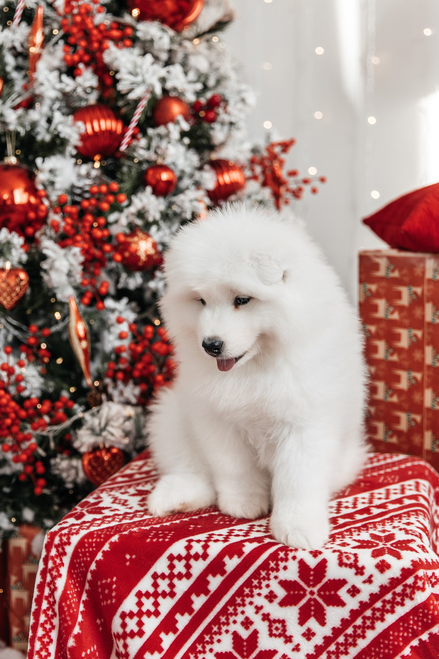 Помет «Г» 02.09.2025. Самоед Новосибирск