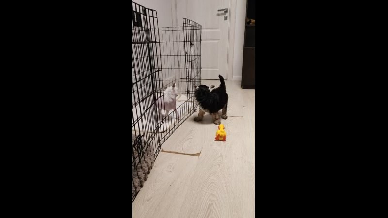 Lux became a dad. Chinese Crested Dog Kennel Poale Ell