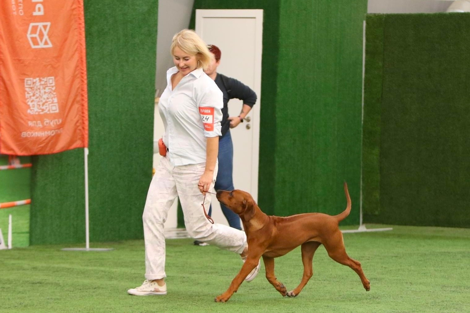 Родезийские Риджбеки в Санкт-Петербурге