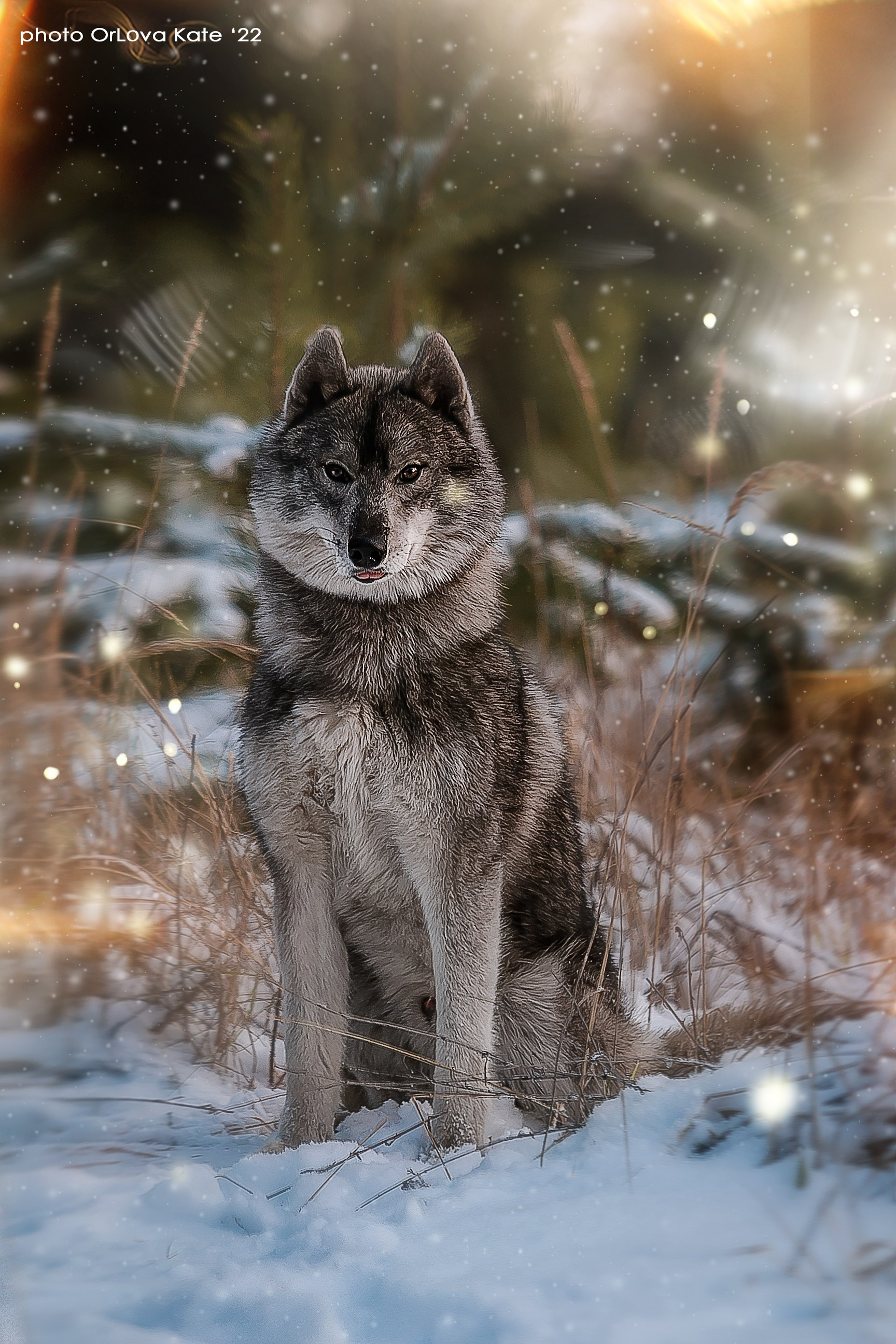 Собаки питомника Bueno Pardo. Питомник собак Акита, Хаски, Корги