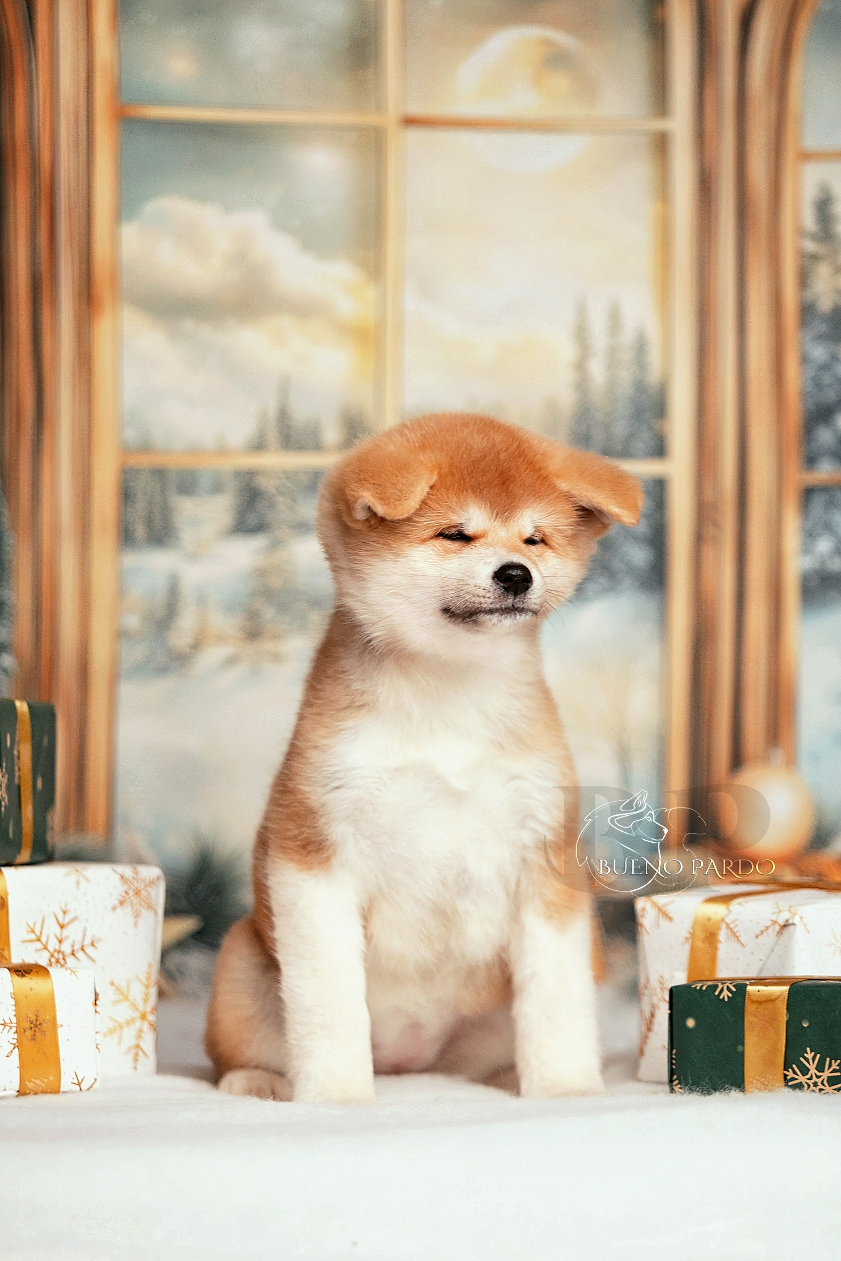 Щенки японской акита ину из питомника. Питомник собак Акита, Хаски, Корги