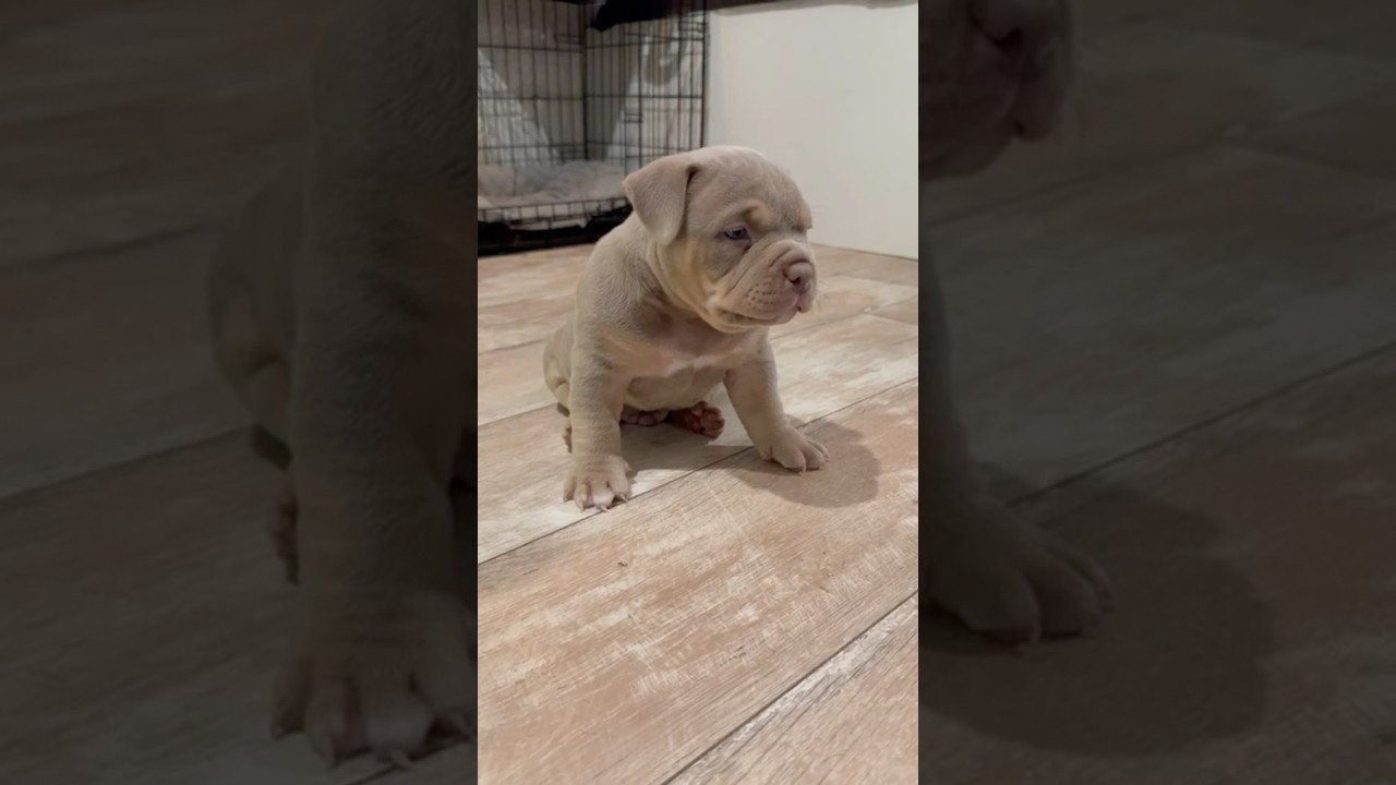 Bounty Pride Bully Tyson. Питомник американских булли Bounty Pride Bully