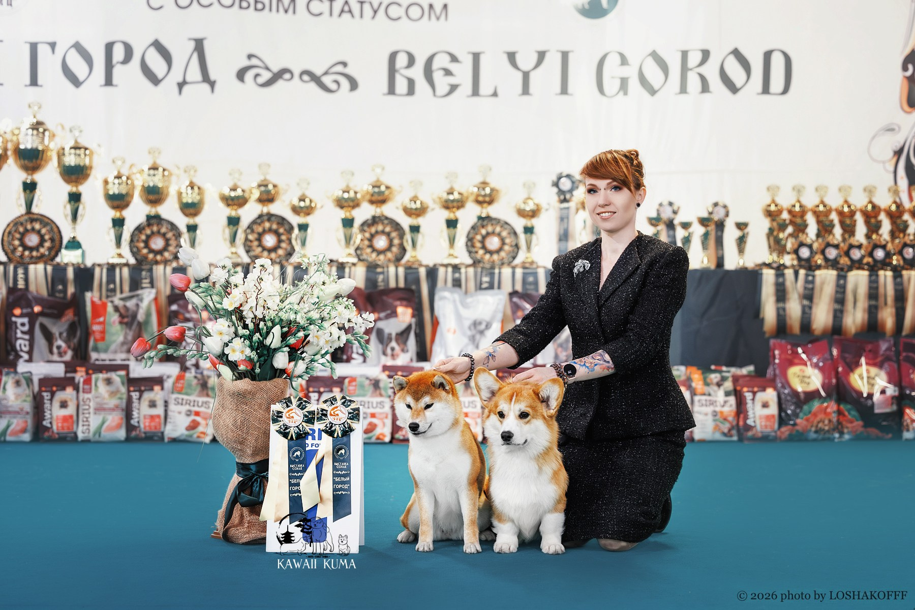 Kawaii Kuma питомник собак пород Корги пемброк, Акита ину, Сиба