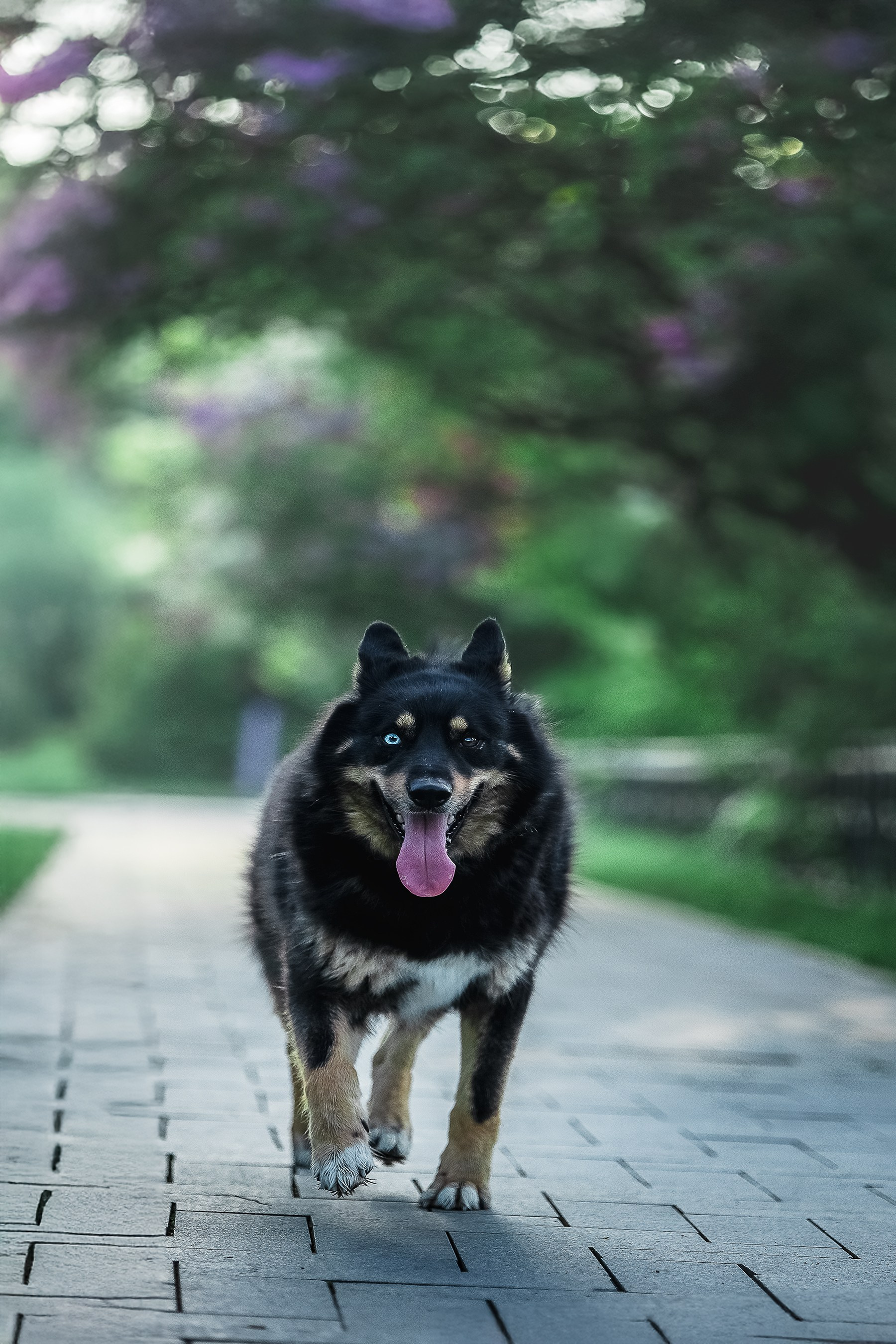 ИЩУТ ДОМ. Фотограф-анималист в Москве и Подмосковье