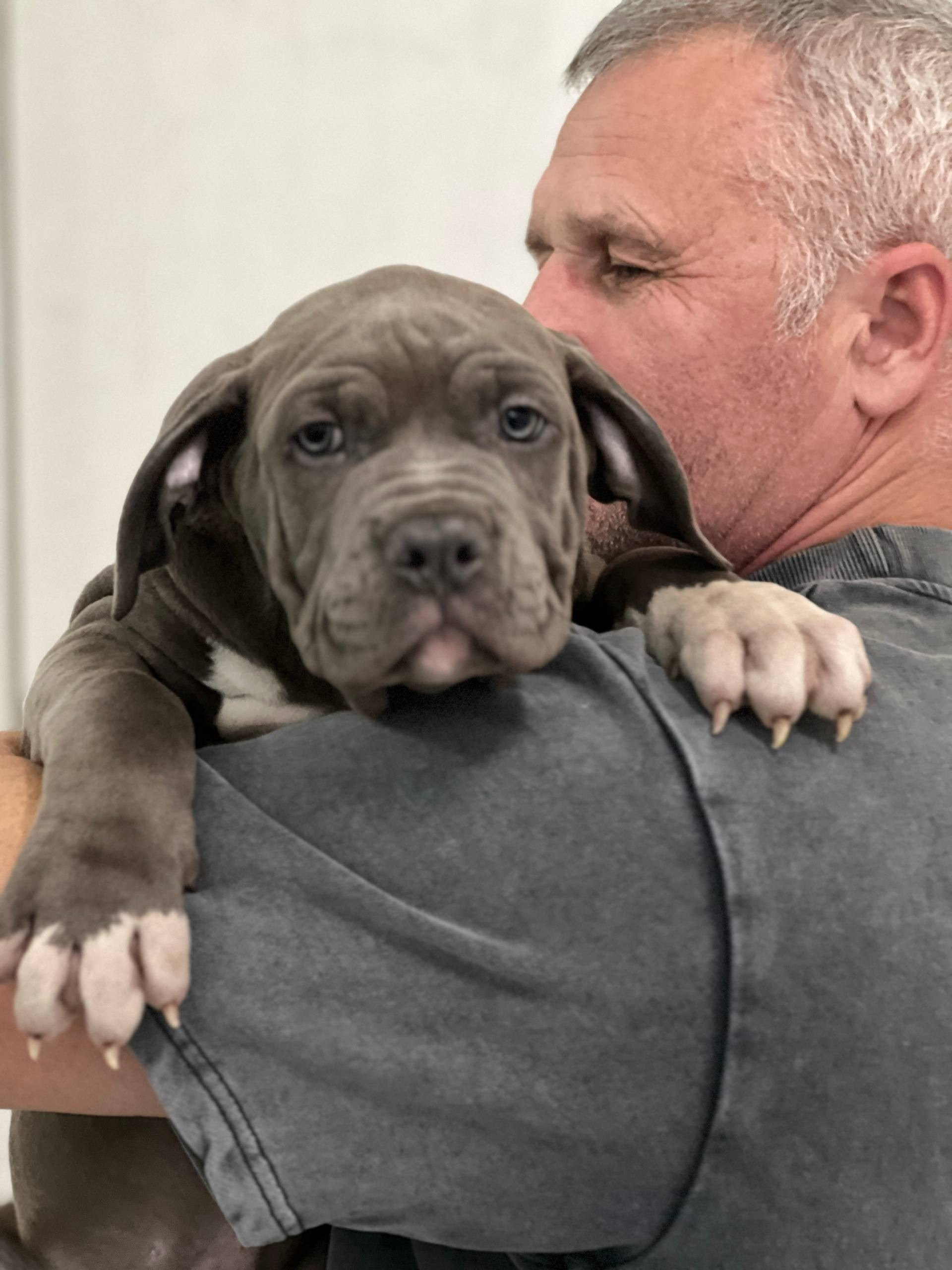 Все свободные щенки. Американские булли XL в г. Калининград. Питомник Great Bully UNIVERSE