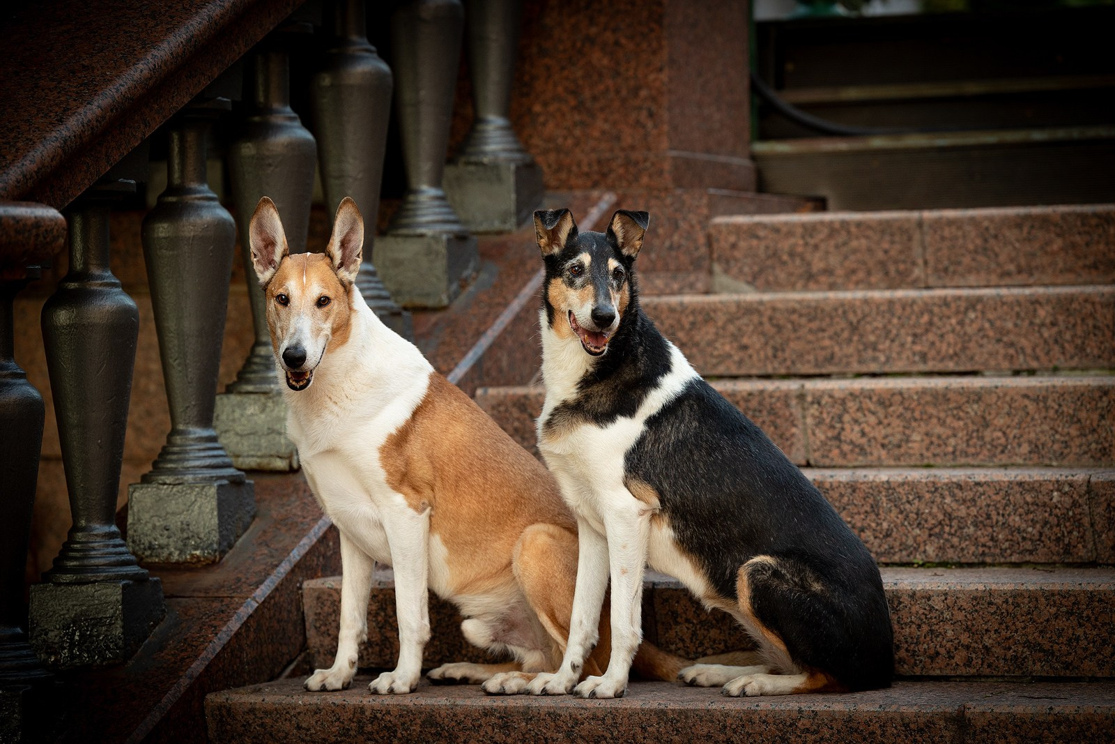 Винтик и Вита в городе. Фотограф-анималист Natalia Deingel | Фотосъемка собак в Москве