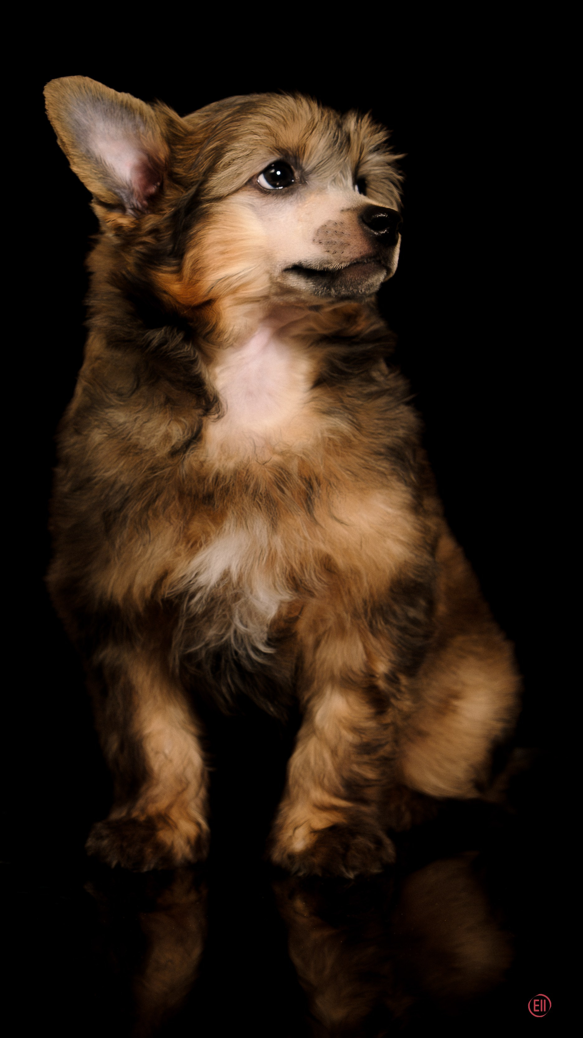 Poale Ell Zhak. Poale Ell Chinese Crested Dog Kennel: Buy a puppy from the kennel