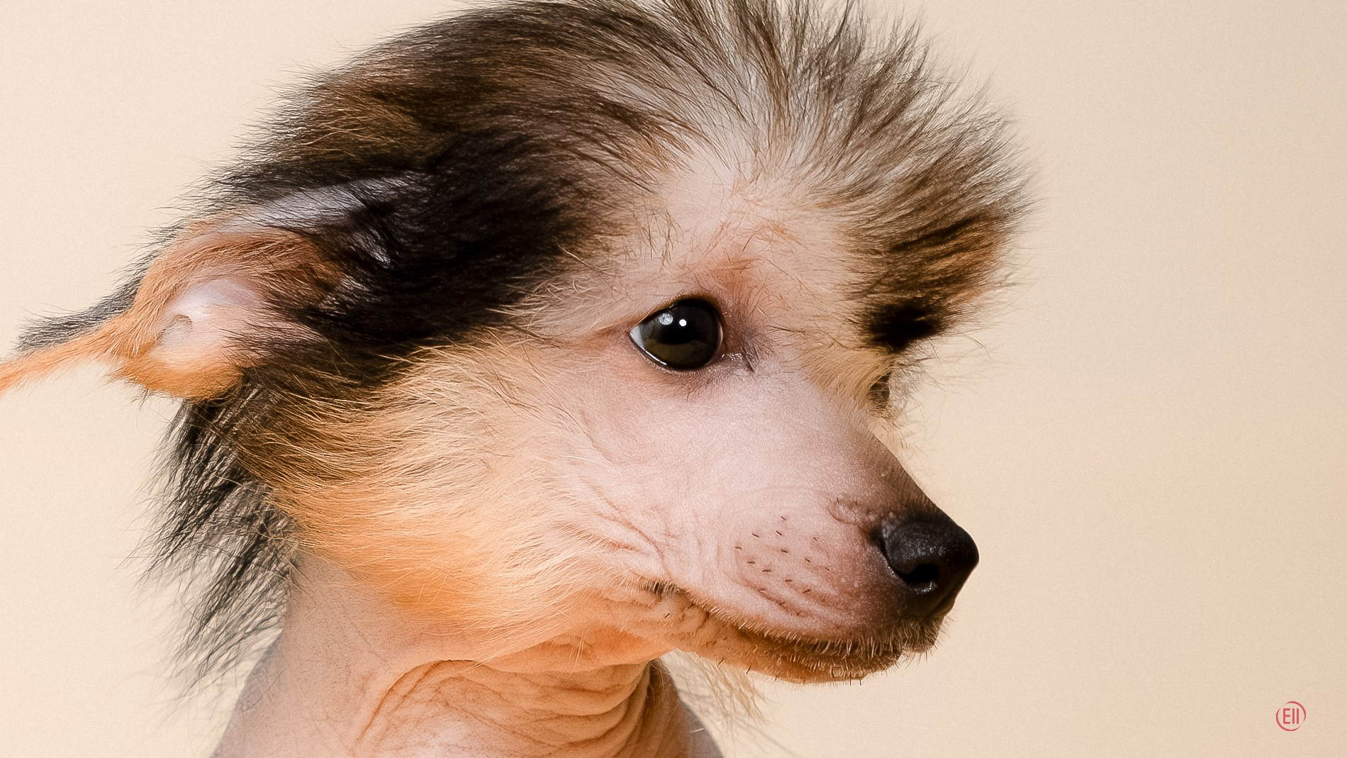 Poale Ell Zhan. Poale Ell Chinese Crested Dog Kennel: Buy a puppy from the kennel