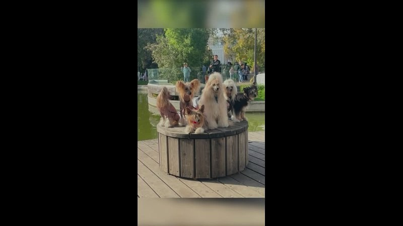 Moscow’s birthday!. Chinese Crested Dog Kennel Poale Ell