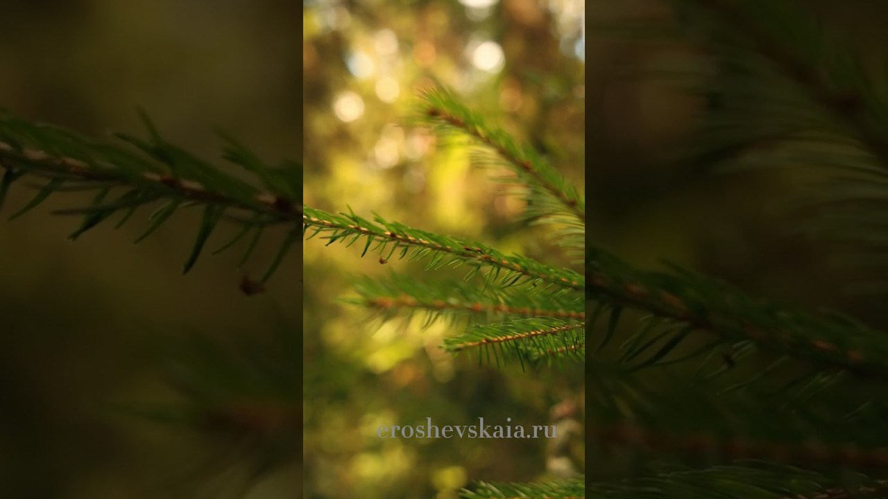 Обзорное видео. Фотограф СПб Юлия Ерошевская, предметный фотограф