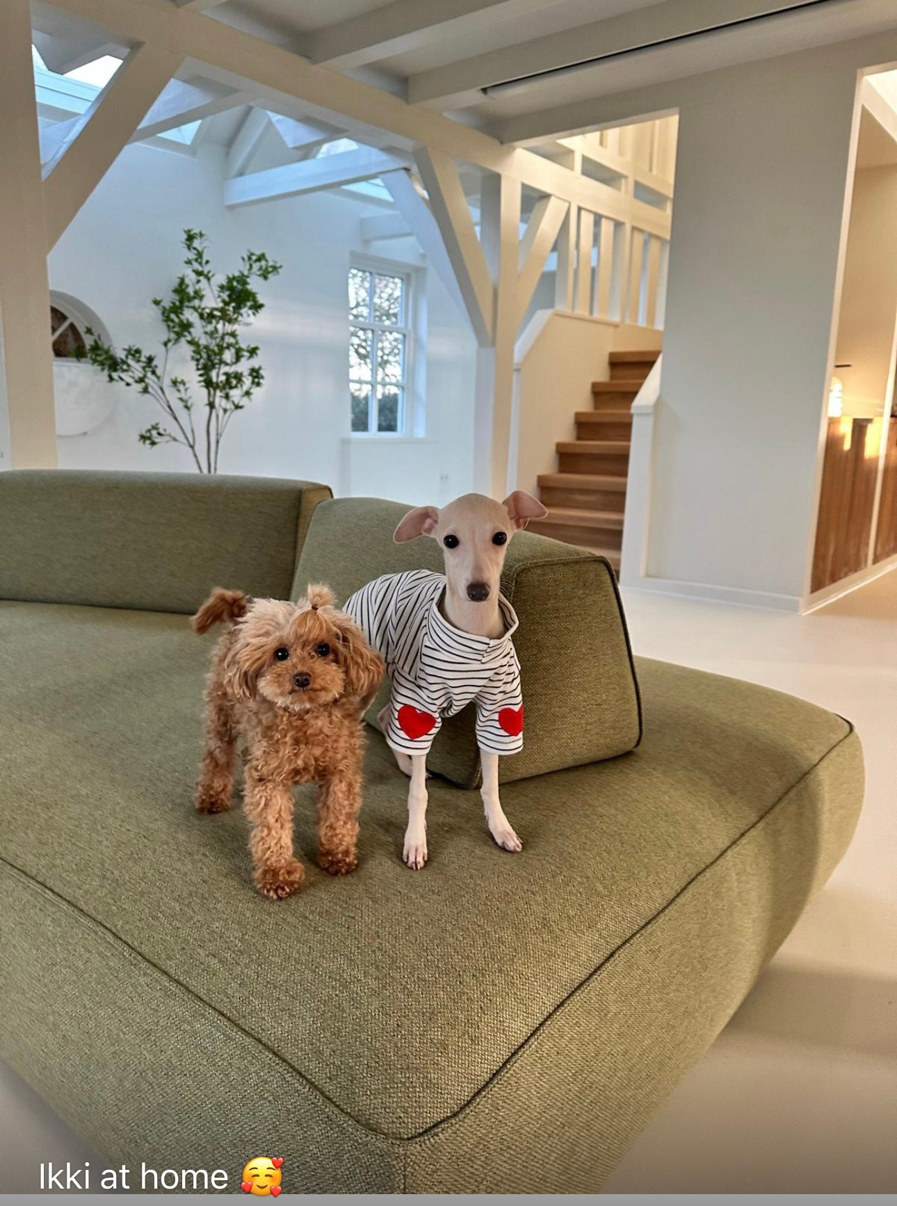 Левретка и другие породы собак. Профессиональный питомник левреток РКФ/FCI ASTI SAPPHIRE 💎 Сочи|Санкт-Петербург